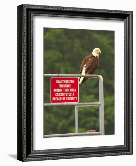 America Under Eagle Watch-Charles Glover-Framed Giclee Print