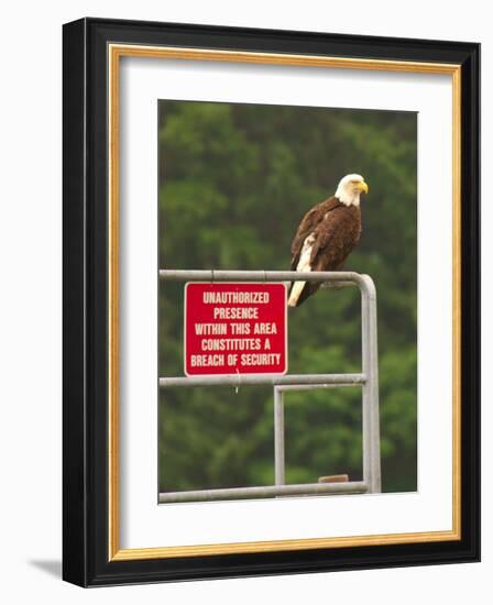 America Under Eagle Watch-Charles Glover-Framed Giclee Print