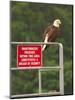 America Under Eagle Watch-Charles Glover-Mounted Giclee Print