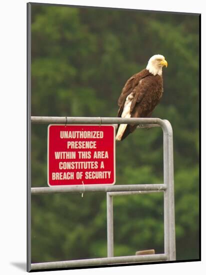 America Under Eagle Watch-Charles Glover-Mounted Giclee Print