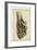 American Advocet-John James Audubon-Framed Art Print