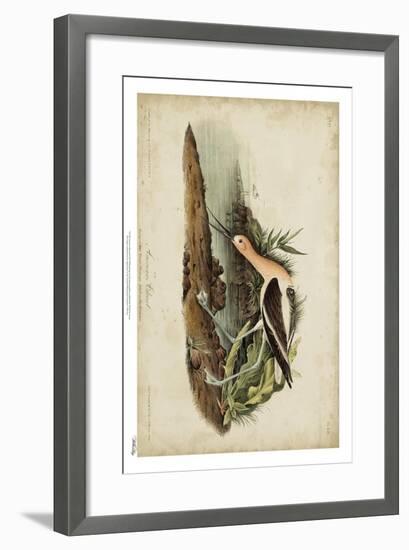 American Advocet-John James Audubon-Framed Art Print