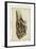 American Advocet-John James Audubon-Framed Art Print