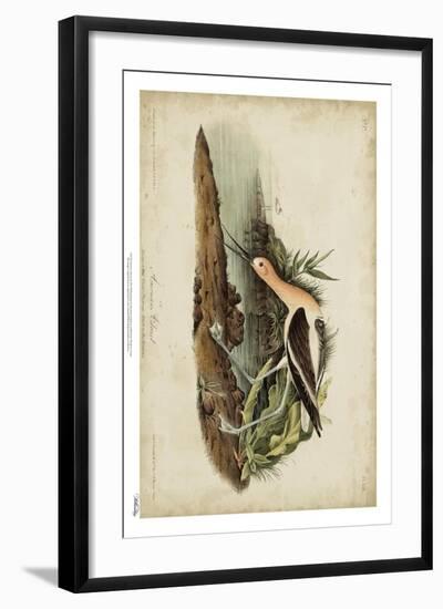 American Advocet-John James Audubon-Framed Art Print