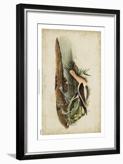 American Advocet-John James Audubon-Framed Art Print