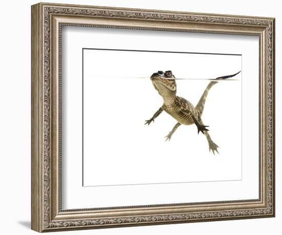 American Alligator (Alligator Mississipiensis) Baby Swimming, Split-Level, Florida, USA-Paul Marcellini-Framed Photographic Print