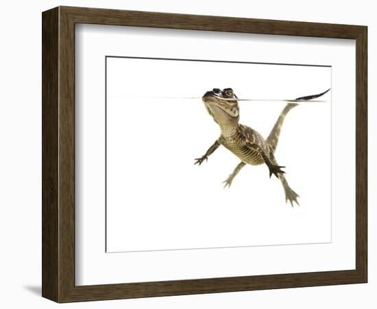 American Alligator (Alligator Mississipiensis) Baby Swimming, Split-Level, Florida, USA-Paul Marcellini-Framed Photographic Print