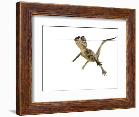 American Alligator (Alligator Mississipiensis) Baby Swimming, Split-Level, Florida, USA-Paul Marcellini-Framed Photographic Print