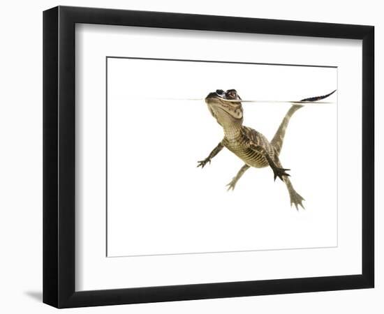 American Alligator (Alligator Mississipiensis) Baby Swimming, Split-Level, Florida, USA-Paul Marcellini-Framed Photographic Print