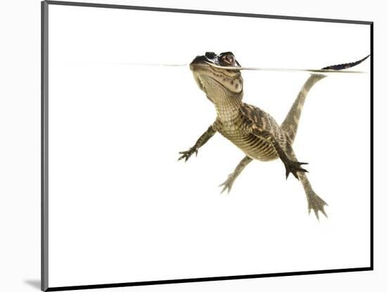 American Alligator (Alligator Mississipiensis) Baby Swimming, Split-Level, Florida, USA-Paul Marcellini-Mounted Photographic Print