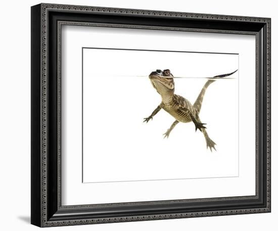 American Alligator (Alligator Mississipiensis) Baby Swimming, Split-Level, Florida, USA-Paul Marcellini-Framed Photographic Print