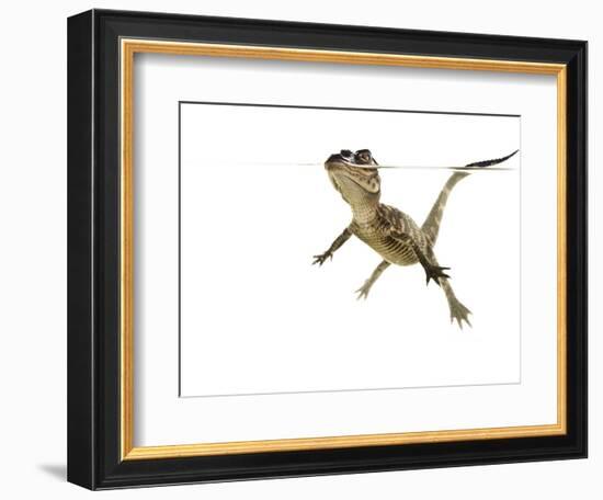 American Alligator (Alligator Mississipiensis) Baby Swimming, Split-Level, Florida, USA-Paul Marcellini-Framed Photographic Print