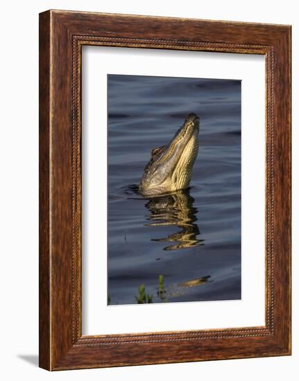 American alligator (Alligator mississippiensis) male bellowing call to potential mate.-Larry Ditto-Framed Photographic Print