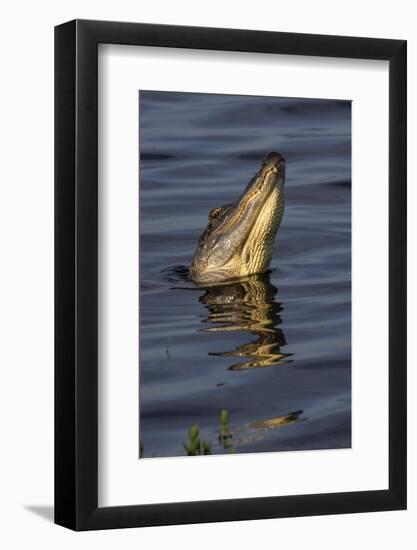 American alligator (Alligator mississippiensis) male bellowing call to potential mate.-Larry Ditto-Framed Photographic Print