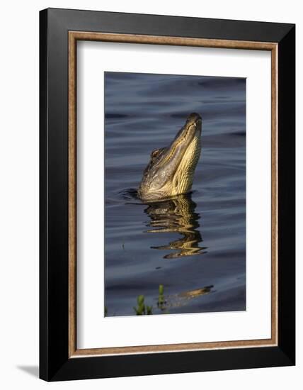 American alligator (Alligator mississippiensis) male bellowing call to potential mate.-Larry Ditto-Framed Photographic Print