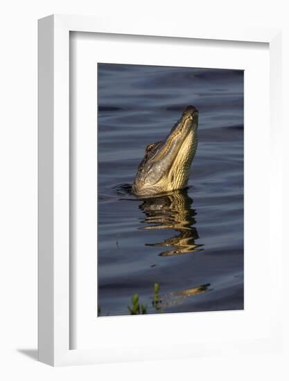American alligator (Alligator mississippiensis) male bellowing call to potential mate.-Larry Ditto-Framed Photographic Print