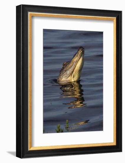 American alligator (Alligator mississippiensis) male bellowing call to potential mate.-Larry Ditto-Framed Photographic Print