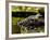American Alligator, Alligator Mississippiensis, Native to Southern United States-David Northcott-Framed Photographic Print
