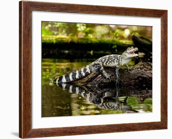 American Alligator, Alligator Mississippiensis, Native to Southern United States-David Northcott-Framed Photographic Print