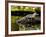 American Alligator, Alligator Mississippiensis, Native to Southern United States-David Northcott-Framed Photographic Print