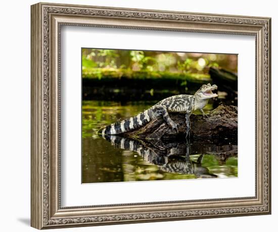 American Alligator, Alligator Mississippiensis, Native to Southern United States-David Northcott-Framed Photographic Print