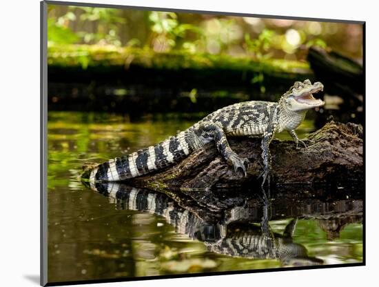 American Alligator, Alligator Mississippiensis, Native to Southern United States-David Northcott-Mounted Photographic Print