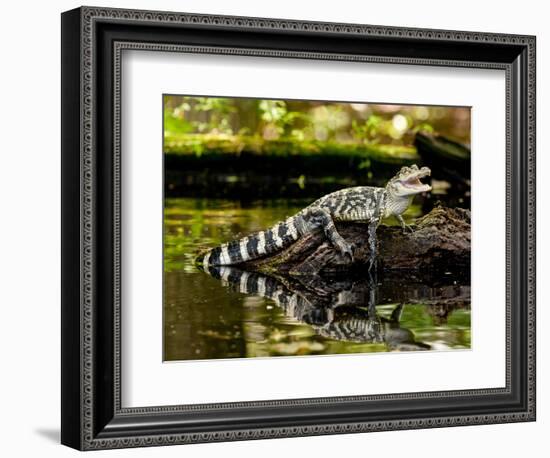 American Alligator, Alligator Mississippiensis, Native to Southern United States-David Northcott-Framed Photographic Print