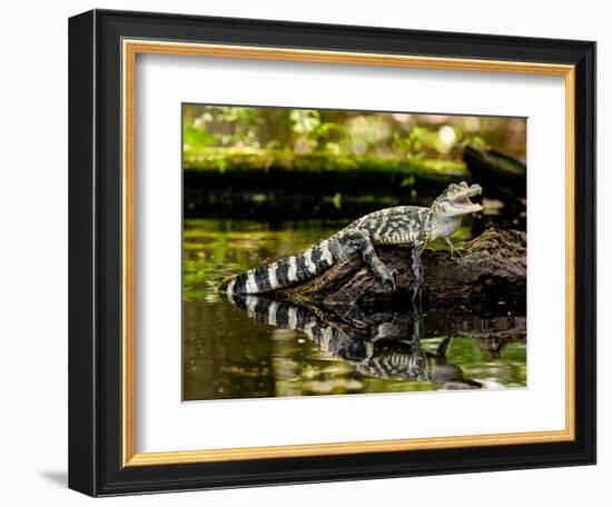 American Alligator, Alligator Mississippiensis, Native to Southern United States-David Northcott-Framed Photographic Print