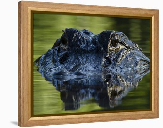 American Alligator (Alligator Mississippiensis), Okefenokee National Wildlife Refuge, Florida, Usa-Pete Oxford-Framed Premier Image Canvas