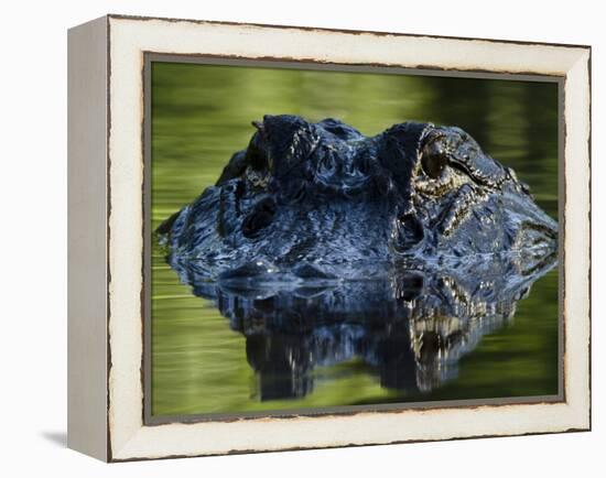 American Alligator (Alligator Mississippiensis), Okefenokee National Wildlife Refuge, Florida, Usa-Pete Oxford-Framed Premier Image Canvas