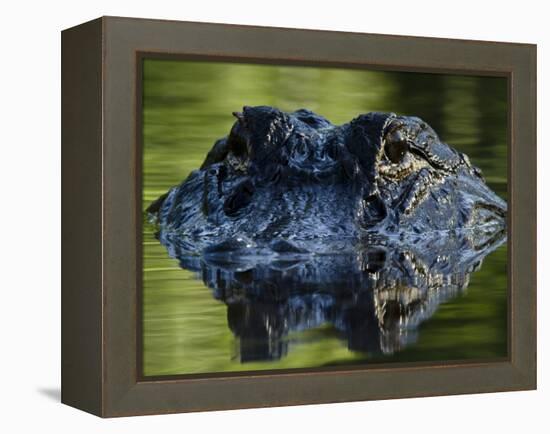 American Alligator (Alligator Mississippiensis), Okefenokee National Wildlife Refuge, Florida, Usa-Pete Oxford-Framed Premier Image Canvas