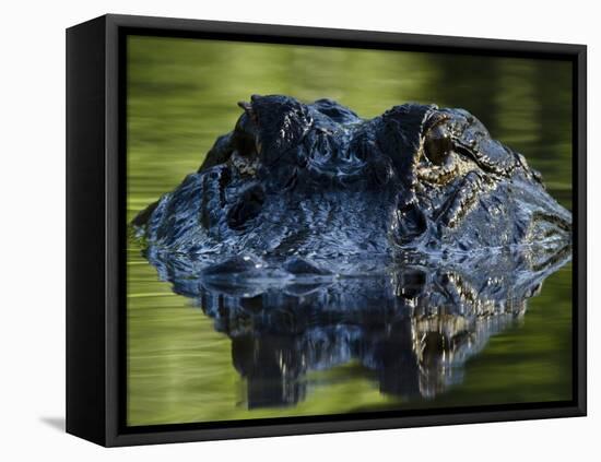 American Alligator (Alligator Mississippiensis), Okefenokee National Wildlife Refuge, Florida, Usa-Pete Oxford-Framed Premier Image Canvas