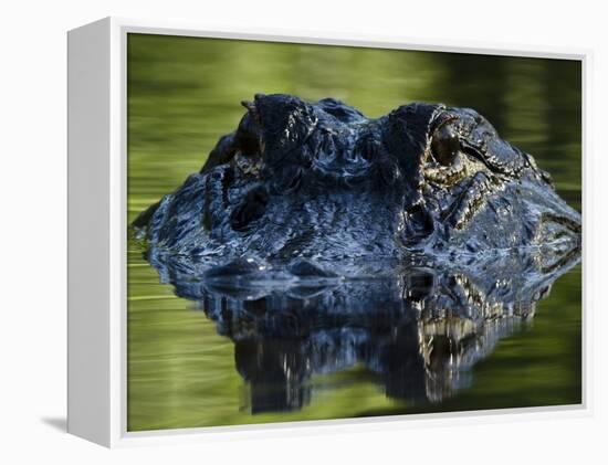 American Alligator (Alligator Mississippiensis), Okefenokee National Wildlife Refuge, Florida, Usa-Pete Oxford-Framed Premier Image Canvas