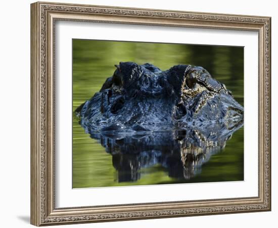 American Alligator (Alligator Mississippiensis), Okefenokee National Wildlife Refuge, Florida, Usa-Pete Oxford-Framed Photographic Print