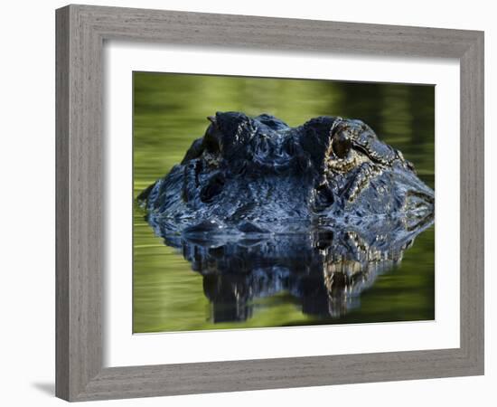 American Alligator (Alligator Mississippiensis), Okefenokee National Wildlife Refuge, Florida, Usa-Pete Oxford-Framed Photographic Print