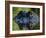 American Alligator (Alligator Mississippiensis), Okefenokee National Wildlife Refuge, Florida, Usa-Pete Oxford-Framed Photographic Print