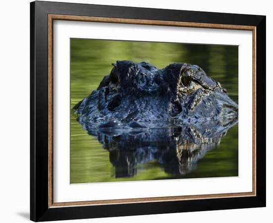 American Alligator (Alligator Mississippiensis), Okefenokee National Wildlife Refuge, Florida, Usa-Pete Oxford-Framed Photographic Print