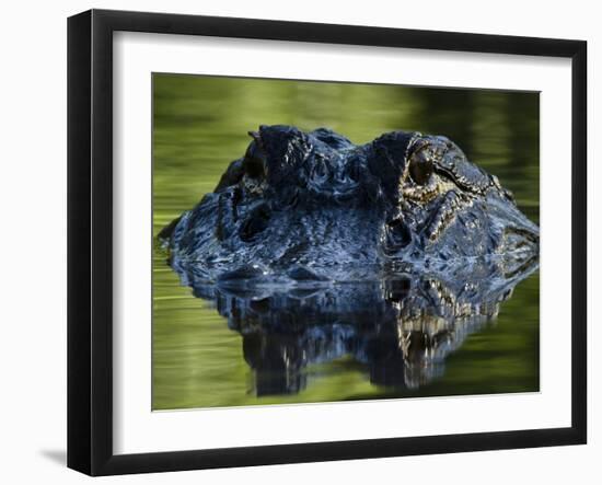 American Alligator (Alligator Mississippiensis), Okefenokee National Wildlife Refuge, Florida, Usa-Pete Oxford-Framed Photographic Print