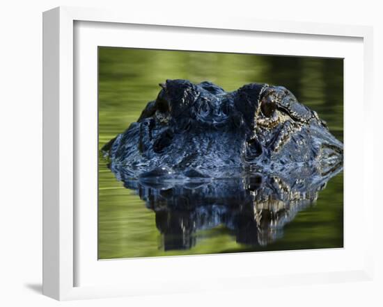 American Alligator (Alligator Mississippiensis), Okefenokee National Wildlife Refuge, Florida, Usa-Pete Oxford-Framed Photographic Print