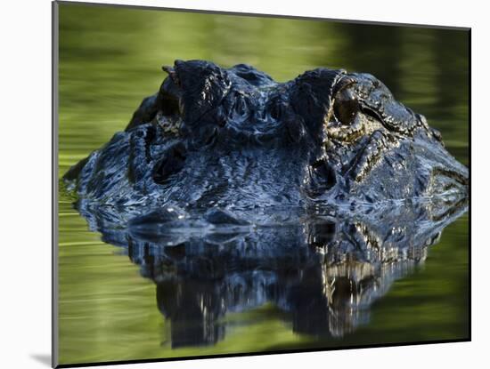 American Alligator (Alligator Mississippiensis), Okefenokee National Wildlife Refuge, Florida, Usa-Pete Oxford-Mounted Photographic Print