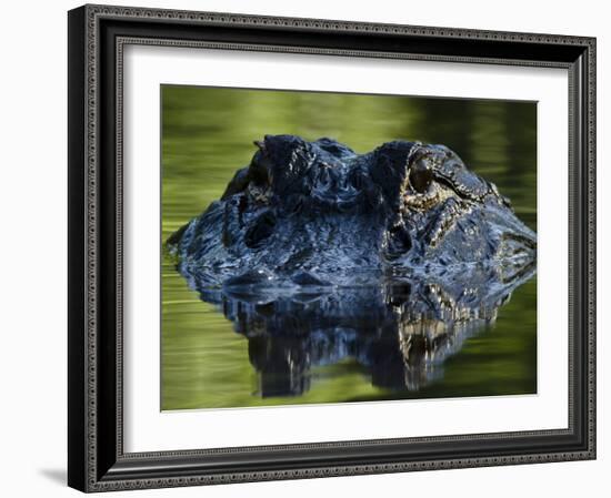 American Alligator (Alligator Mississippiensis), Okefenokee National Wildlife Refuge, Florida, Usa-Pete Oxford-Framed Photographic Print