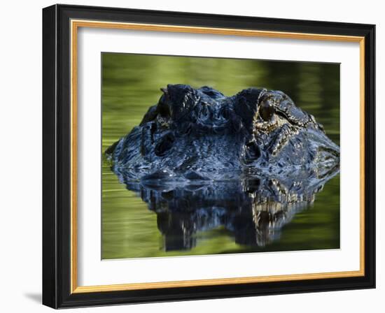 American Alligator (Alligator Mississippiensis), Okefenokee National Wildlife Refuge, Florida, Usa-Pete Oxford-Framed Photographic Print