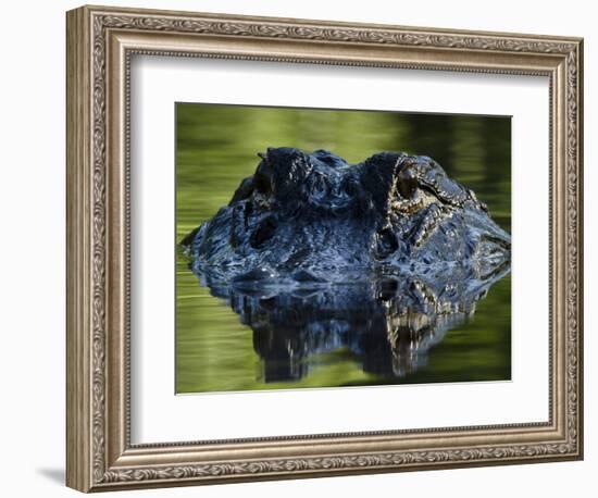 American Alligator (Alligator Mississippiensis), Okefenokee National Wildlife Refuge, Florida, Usa-Pete Oxford-Framed Photographic Print