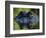 American Alligator (Alligator Mississippiensis), Okefenokee National Wildlife Refuge, Florida, Usa-Pete Oxford-Framed Photographic Print