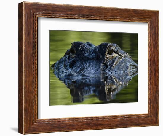 American Alligator (Alligator Mississippiensis), Okefenokee National Wildlife Refuge, Florida, Usa-Pete Oxford-Framed Photographic Print