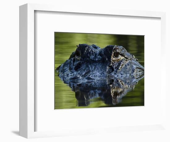 American Alligator (Alligator Mississippiensis), Okefenokee National Wildlife Refuge, Florida, Usa-Pete Oxford-Framed Photographic Print