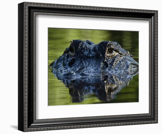 American Alligator (Alligator Mississippiensis), Okefenokee National Wildlife Refuge, Florida, Usa-Pete Oxford-Framed Photographic Print