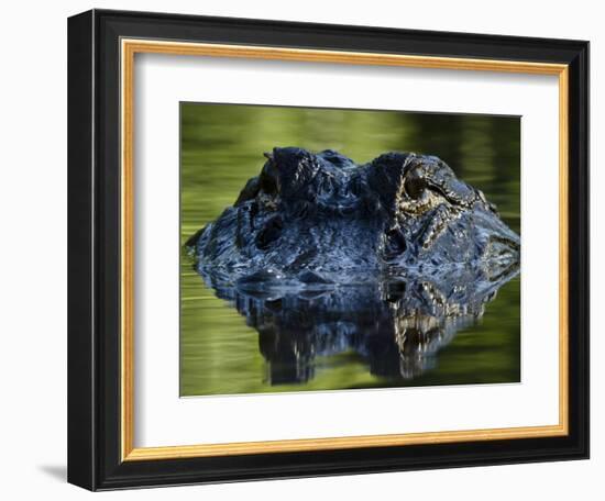 American Alligator (Alligator Mississippiensis), Okefenokee National Wildlife Refuge, Florida, Usa-Pete Oxford-Framed Photographic Print