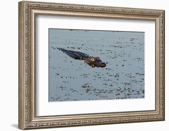 American Alligator (Alligator mississippiensis) Viera Wetlands, Brevard County, Florida-Richard & Susan Day-Framed Photographic Print