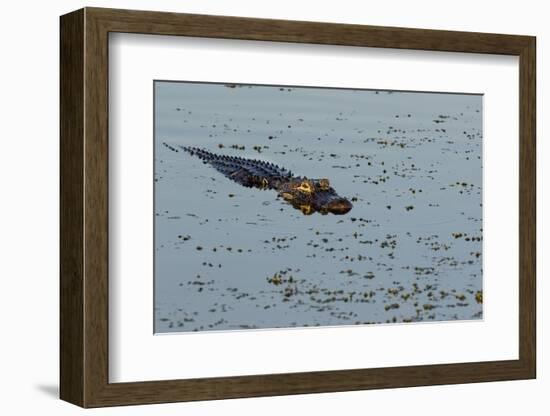 American Alligator (Alligator mississippiensis) Viera Wetlands, Brevard County, Florida-Richard & Susan Day-Framed Photographic Print